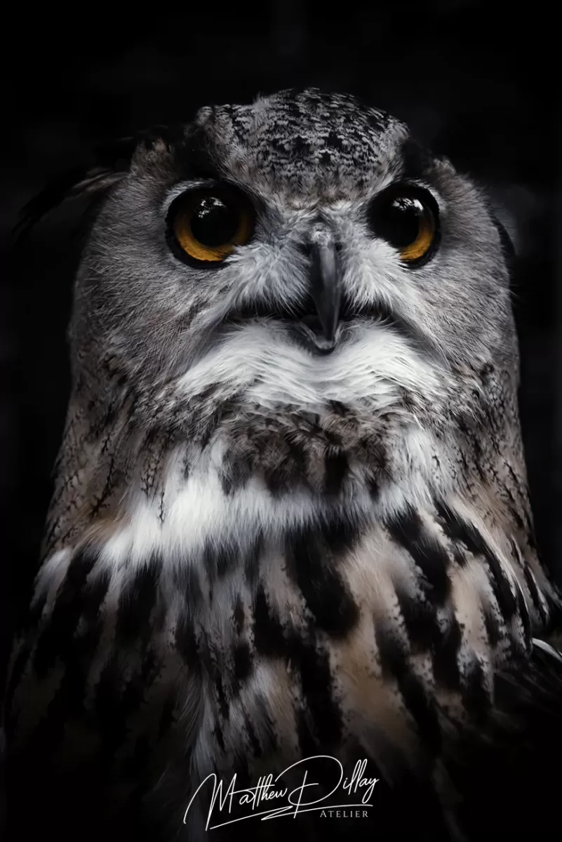 owl