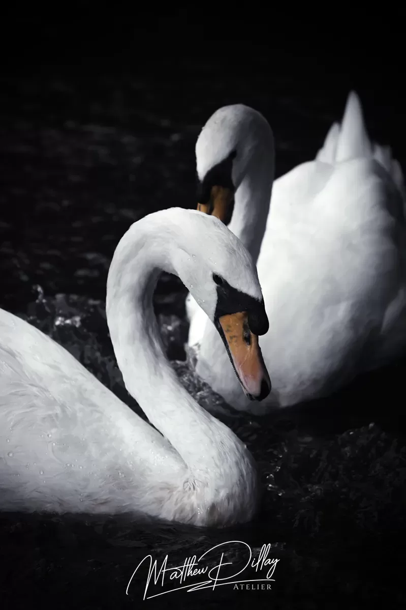 swan