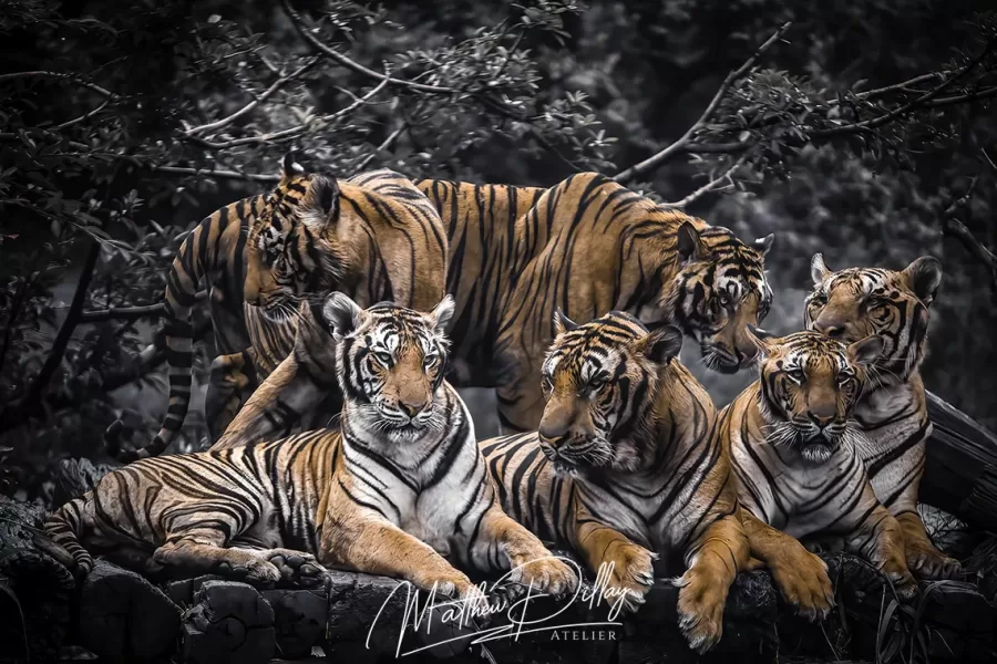 tiger
